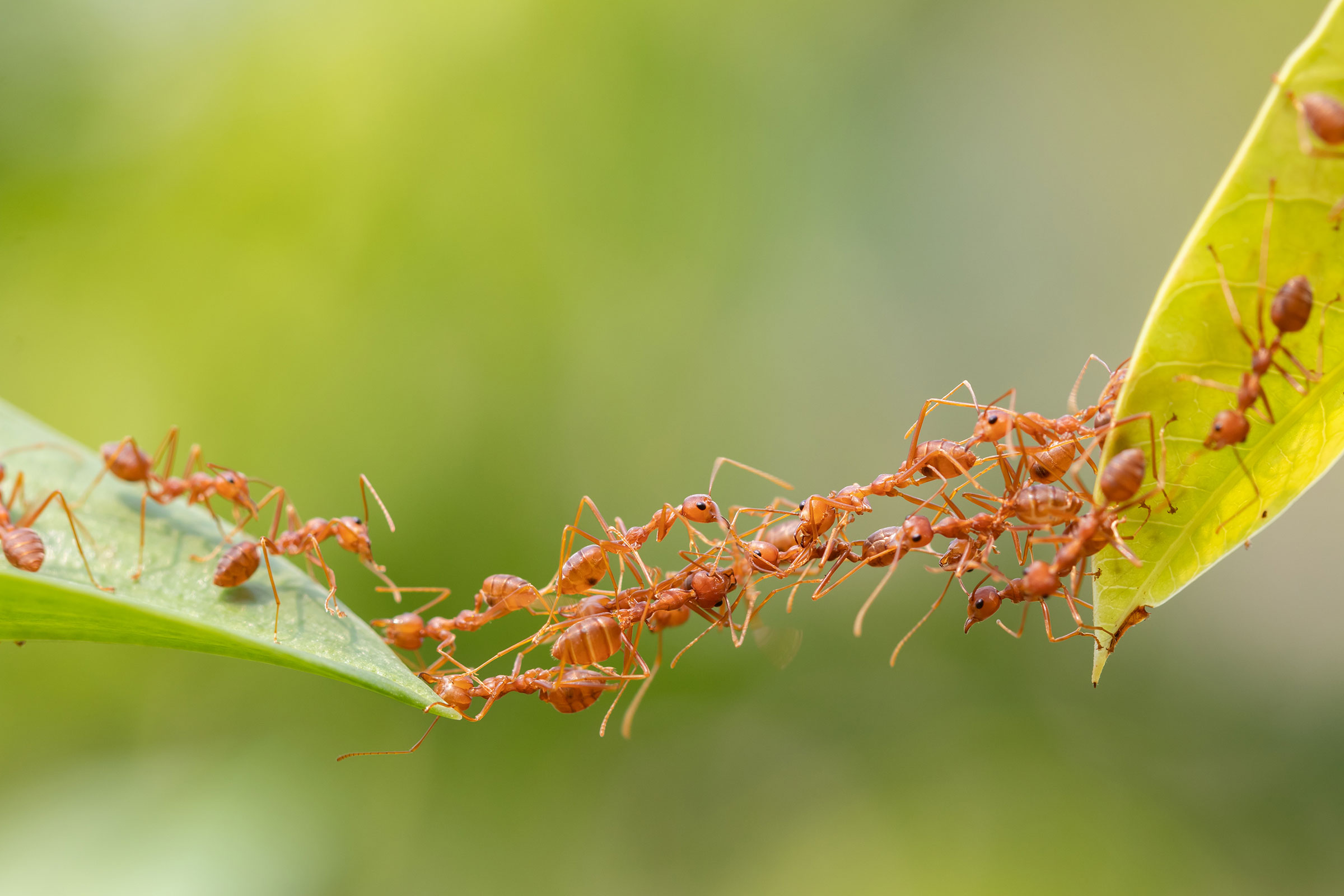 Le collectif, plus que jamais de mise en 2021