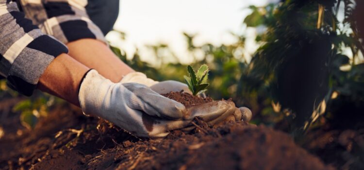 Haro sur les Managers producteurs