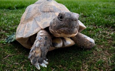 Ralentir pour mieux décider : la clé d’un management lucide et durable