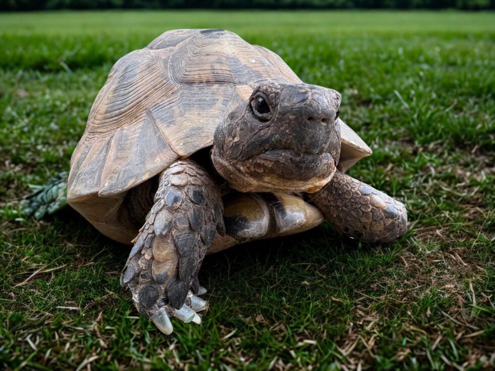 Tortue sur l’herbe symbolisant le fait de ralentir pour mieux décider au travail